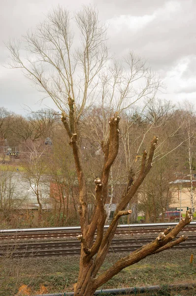 Perawatan Pohon Dari Lift Cabang Dipotong Dengan Gergaji — Stok Foto