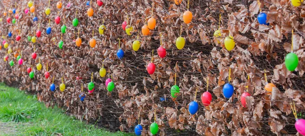 Los Setos Jardín Están Coloridamente Decorados Con Huevos Pascua Para — Foto de Stock