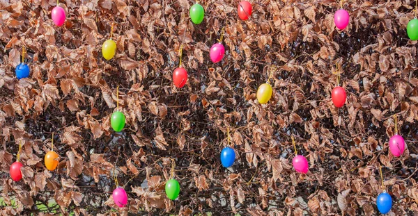 Garden Hedges Colorfully Decorated Easter Eggs Easter — Stock Photo, Image