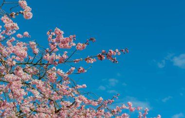 İlkbaharın başlarında mavi gökyüzüne karşı kiraz çiçeği açar.
