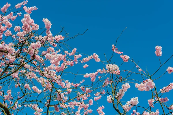 Cherry blossom in early spring against a blue sky