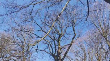 Orman manzarası ağaçlar ve dallar rüzgarda mavi bir gökyüzüne doğru esiyor.