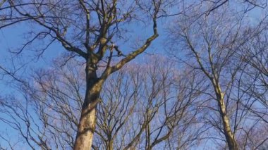 Orman manzarası ağaçlar ve dallar rüzgarda mavi bir gökyüzüne doğru esiyor.