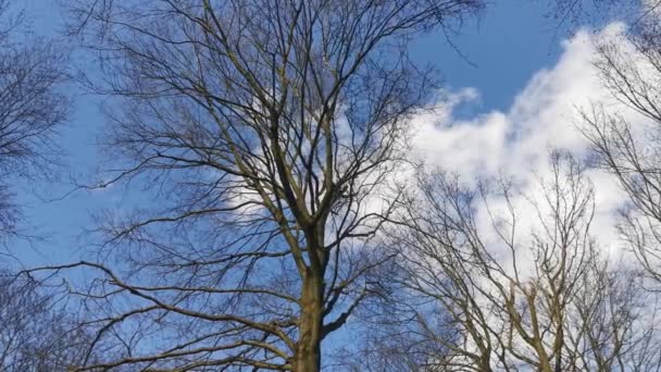 Bäume Und Äste Wehen Wind Vor Blauem Himmel — Stockvideo