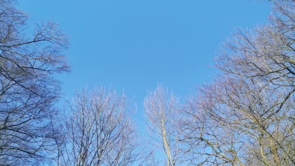 Lesní Krajina Stromy Větve Foukající Větru Proti Modré Obloze — Stock video