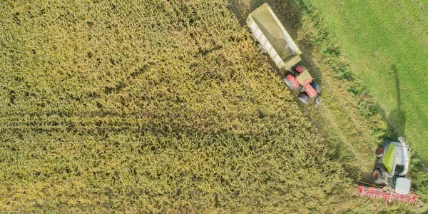 Cultivo Milho Atividade Agrícola Para Época Colheita — Fotografia de Stock