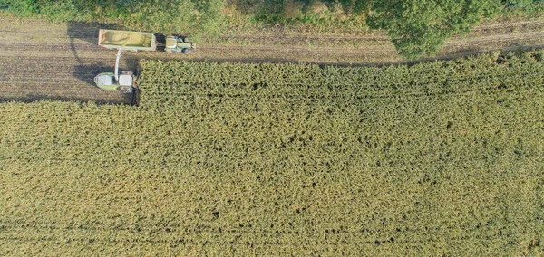 Cultivo Milho Atividade Agrícola Para Época Colheita — Fotografia de Stock