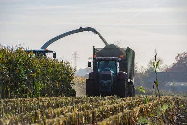 Урожай Кукурузы Сельскохозяйственная Деятельность Сезон Сбора Урожая — стоковое фото