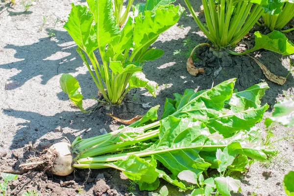 Barbabietola Zucchero Estratta Dal Terreno Campo Canna Zucchero — Foto Stock