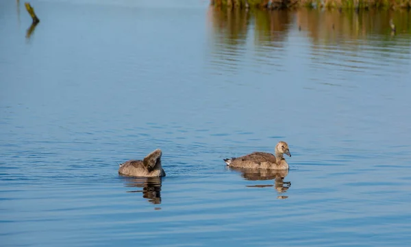 Barnacle Goose Barnacle Goose Her Young Lake — Stock Photo, Image