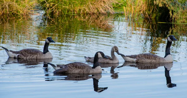 Barnacle Goose Barnacle Goose Her Young Lake — Stock Photo, Image