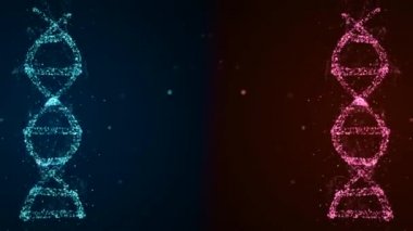3D hologram, uzayda kırmızı ve mavi renkli kadın ve erkek DNA 'larını gösteriyor..