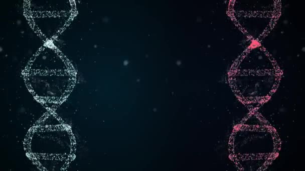 Hologramme 3D montrant des ADN femelles et mâles avec chromosomes x et y en rouge et bleu tournant dans l'espace .