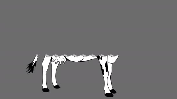 Animación de 4k de la bebida de la leche que vierte en un marco de la vaca de cristal sobre fondo gris . — Vídeos de Stock