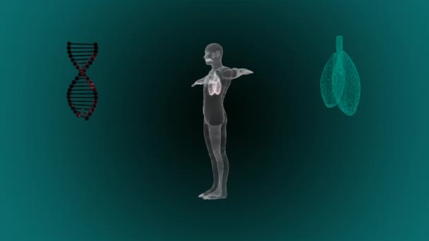 3D рендеринг легких человека воспаленных и инфицированных такой болезнью, как пневмония или коронный вирус. — стоковое видео