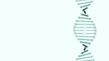 Beyaz arka planda dönen bir DNA ipliğinin çarpıtılmış kopyası.