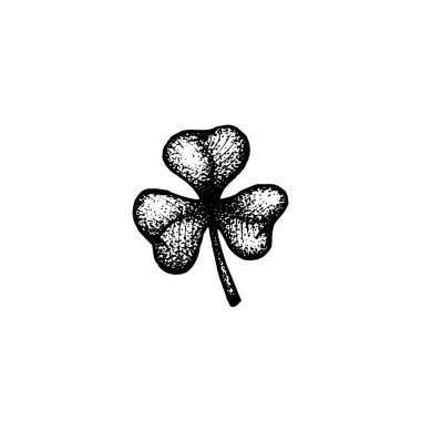 yonca illustratio vektör el çekilmiş