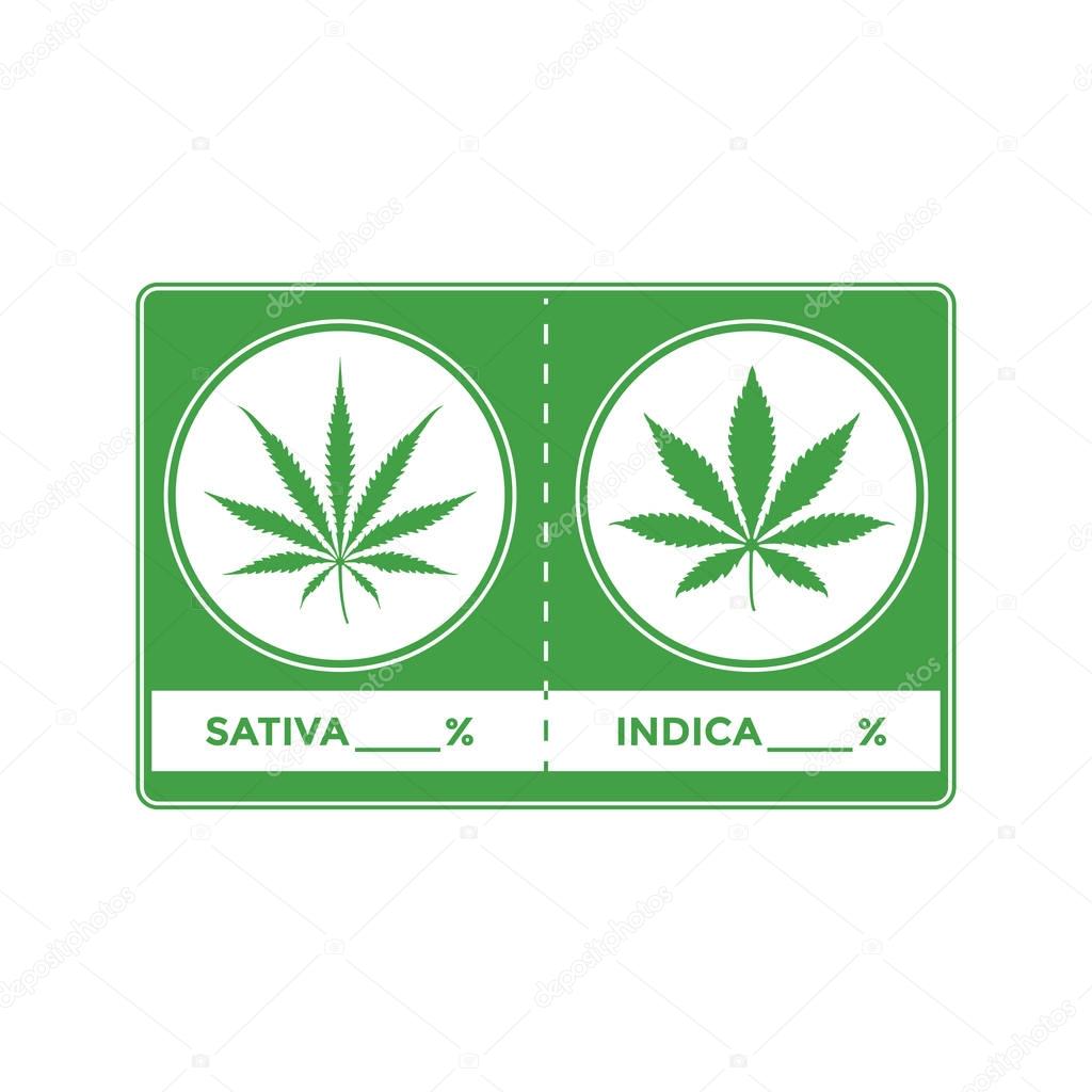 vector color cannabis marijuana illustration