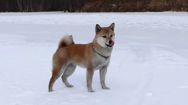 Shiba Inu Dans Rack — Photo