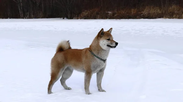 Shiba Inu Állványon — Stock Fotó