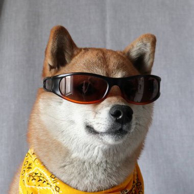 Shiba Inu 'nun güneş gözlüklü portresi.