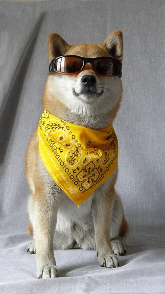 Shiba Inu Uma Bandana Amarela Óculos Sol — Fotografia de Stock