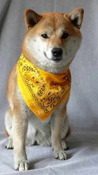 Shiba Inu Mit Einem Gelben Kopftuch — Stockfoto