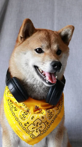 Shiba Inu Ένα Κίτρινο Μπαντάνα Και Ακουστικά — Φωτογραφία Αρχείου