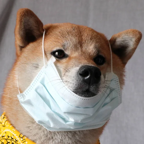 Retrato Shiba Inu Uma Máscara Médica Fotografia De Stock