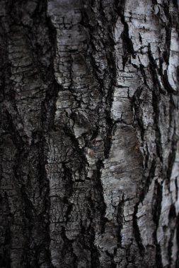 Ahşap huş ağacı huş ağacı kabuğu ekran koruyucu ya da arka planda siyah beyaz huş ağacı kabuğu huş ağacı kabuğu için makroda kullanılır.