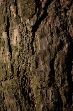 Ahşap çam ağacı dokusu arka plan için çam ağacı kabuğu veya ekran koruyucu dokusu kahverengi ağaç kabuğu çamı yeşil yosun parçacıkları serpiştirilmiş