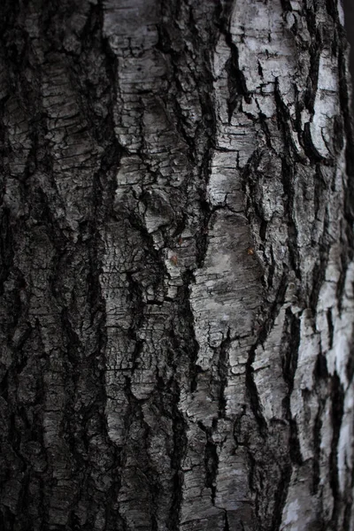 木材桦树质感桦树树皮宏观用于屏幕保护或背景黑白桦树树皮桦树 — 图库照片