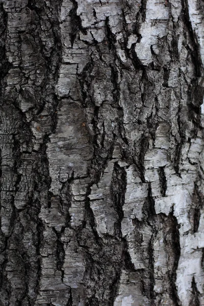 Wood Birch Texture Birch Bark Macro Screensaver Background Black White — ストック写真