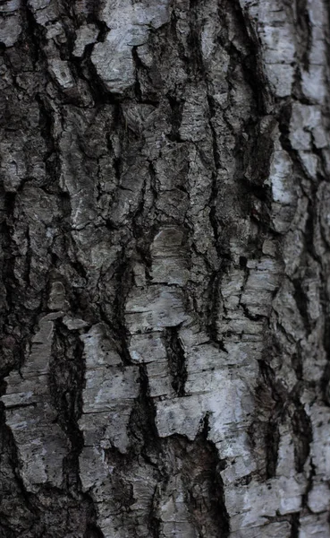 Holz Birke Textur Birkenrinde Makro Für Bildschirmschoner Oder Hintergrund Schwarz — Stockfoto
