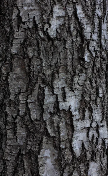 Wood Birch Texture Birch Bark Macro Screensaver Background Black White — ストック写真