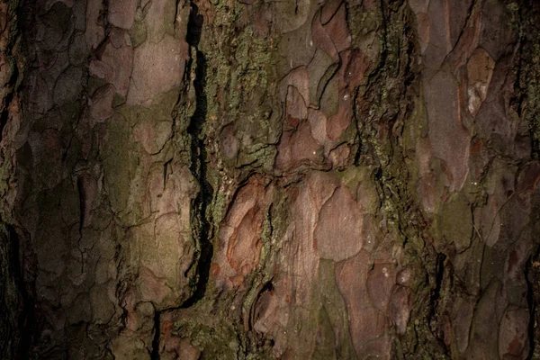 Trä Tall Konsistens Tall Träd Bark Tall För Bakgrund Eller — Stockfoto