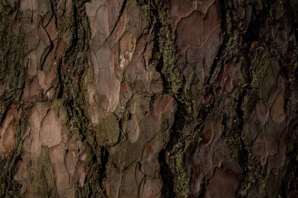 Trä Tall Konsistens Tall Träd Bark Tall För Bakgrund Eller — Stockfoto