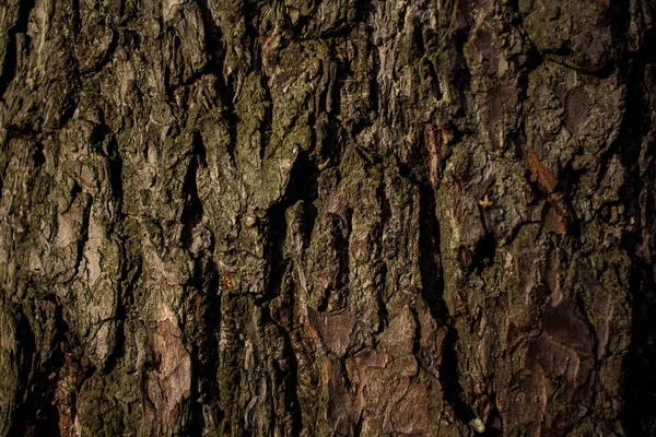 Madera Pino Textura Pino Corteza Árbol Pino Para Fondo Protector — Foto de Stock