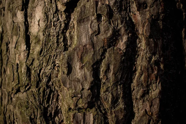 Madera Pino Textura Pino Corteza Árbol Pino Para Fondo Protector — Foto de Stock