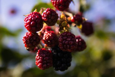 Böğürtlen böğürtlen olgunlaşmış ve olgunlaşmamış güneş ışığı makrosu içinde bir çalılığın dallarında arka plan dokusu vuruyor.