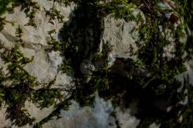 Soçi dağlarındaki kuru bir dağ nehrinin üzerindeki tahta köprü.