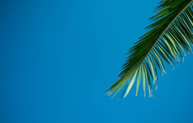 Mavi arka planda bir palmiye dalı. arka plan dokusu. Gökyüzü arka planında güzel bir palmiye dalı