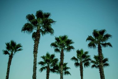 Mavi arka planda bir palmiye dalı. arka plan dokusu. Gökyüzü arka planında güzel bir palmiye dalı