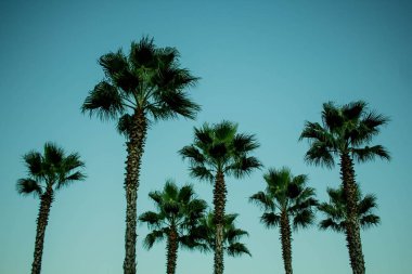 Mavi arka planda bir palmiye dalı. arka plan dokusu. Gökyüzü arka planında güzel bir palmiye dalı