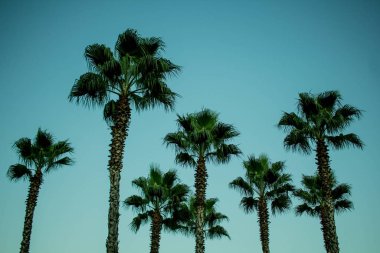 Mavi arka planda bir palmiye dalı. arka plan dokusu. Gökyüzü arka planında güzel bir palmiye dalı