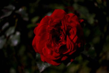 Parlak kırmızı Burgundy yeşil gül yapraklarından oluşan bir dalda yükseldi. makro fotoğraf güzel çiçek arkaplan dokusu