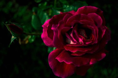 Parlak kırmızı Burgundy yeşil gül yapraklarından oluşan bir dalda yükseldi. makro fotoğraf güzel çiçek arkaplan dokusu