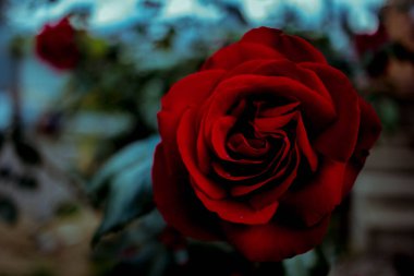 Parlak kırmızı Burgundy yeşil gül yapraklarından oluşan bir dalda yükseldi. makro fotoğraf güzel çiçek arkaplan dokusu