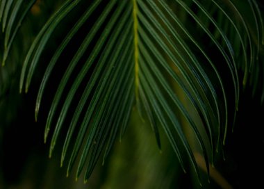 Yeşil arka planda makro palmiye yaprağı. arkaplan dokusu ekran koruyucusu