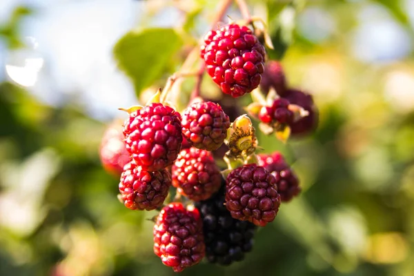 Baga Blackberry Maduro Imaturo Nos Ramos Bush Luz Solar Macro — Fotografia de Stock